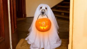 Dog Trainer In Shawnee