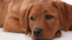 Dog Trainer In Shawnee