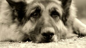 Dog Trainer In Shawnee