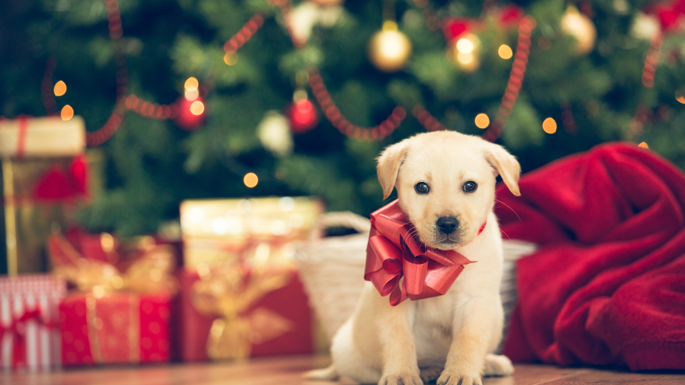 Dog Training in Shawnee