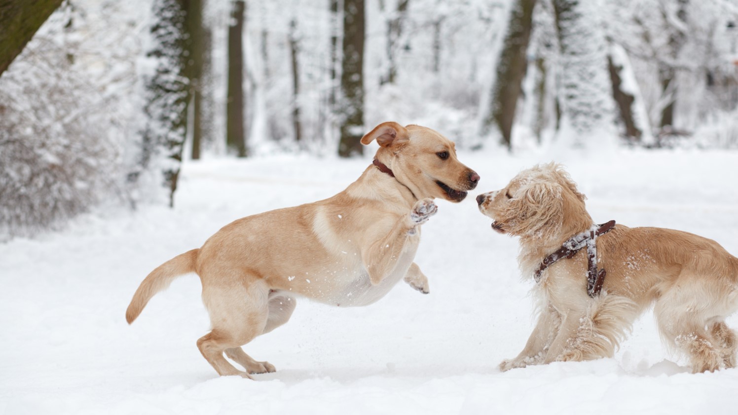 Shawnee Dog Training