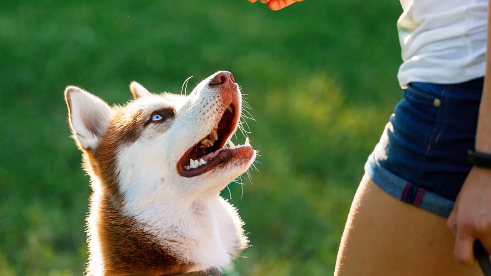 Dog Training in Shawnee