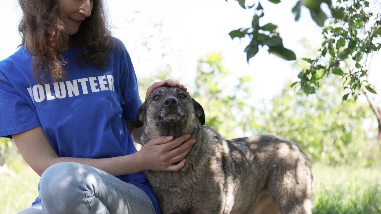 Aggressive Dog Training in Kansas City