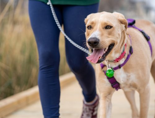 Dog Behavior Specialist in Kansas City: 7 Ways That a Leash Can Be Helpful in Developing a Relationship
