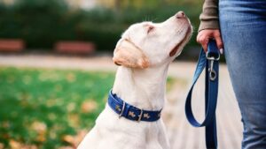 Dog Behavior Specialist in Kansas City