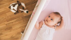 Dog Behavior Specialist in Kansas City