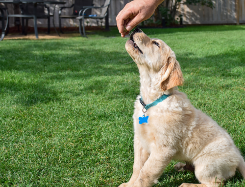Common Mistakes to Avoid During Puppy Training in Shawnee