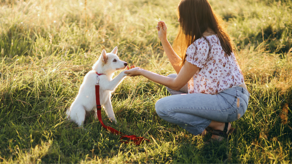 Puppy Training