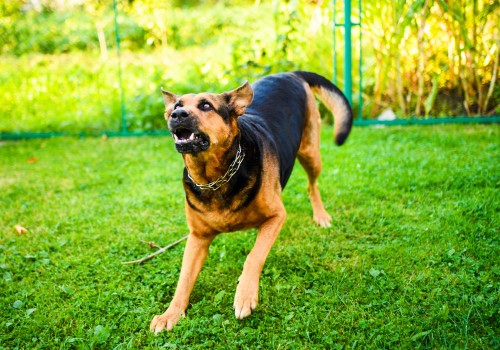Dog Behavior Specialist in Kansas City
