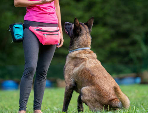Kansas City Dog Behavior Specialist: Sit & Stay — Helping Your Dog Learn the Basics of Obedience in 2025