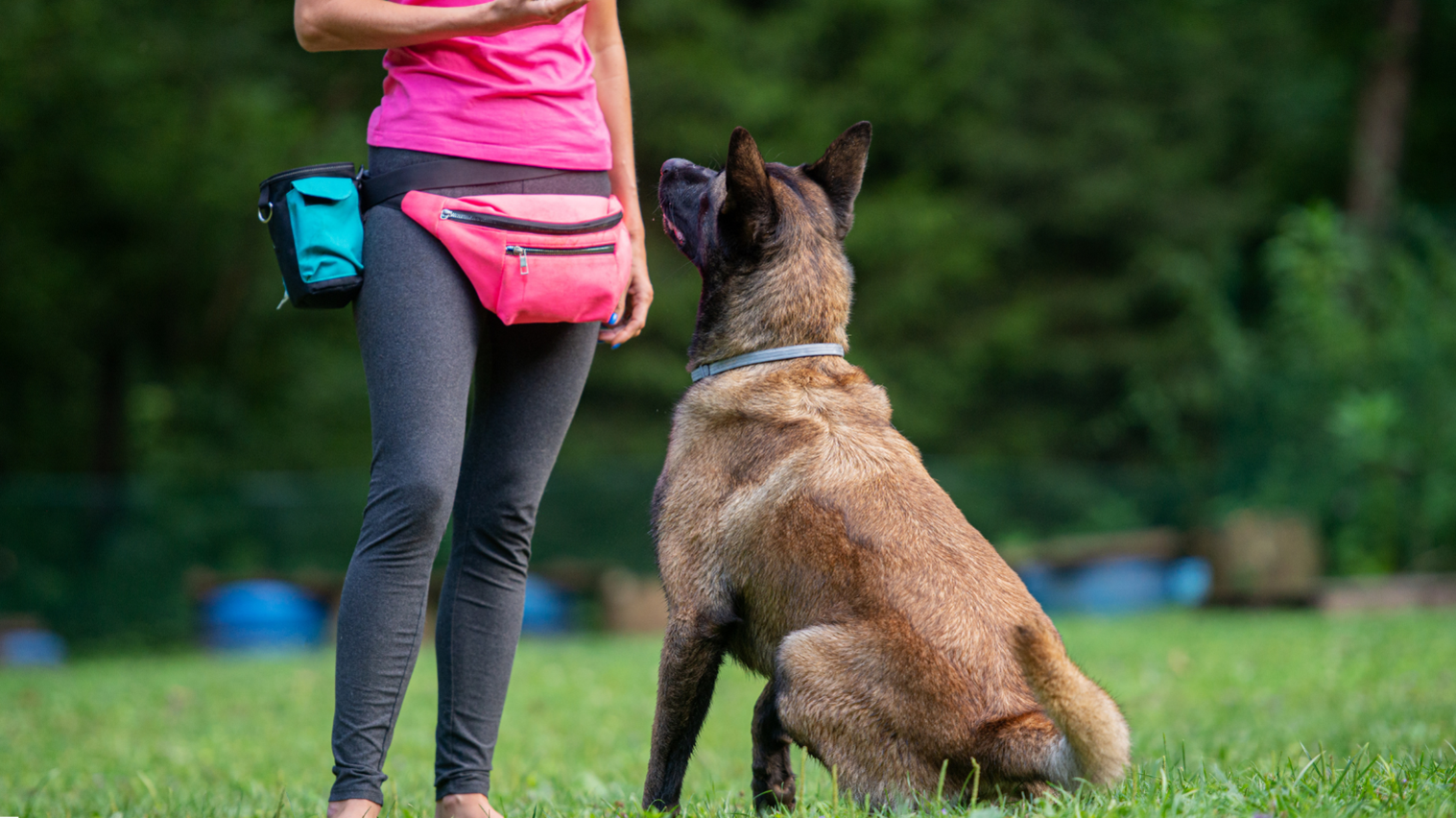 Kansas City Dog Behavior Specialist Kansas City Dog Behavior Specialist