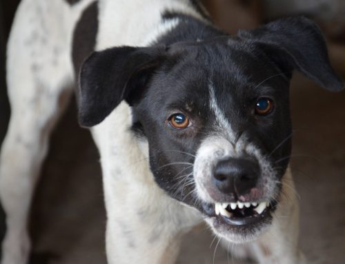 Getting Rid of the Growl — Why Listening to Your Dog Matters