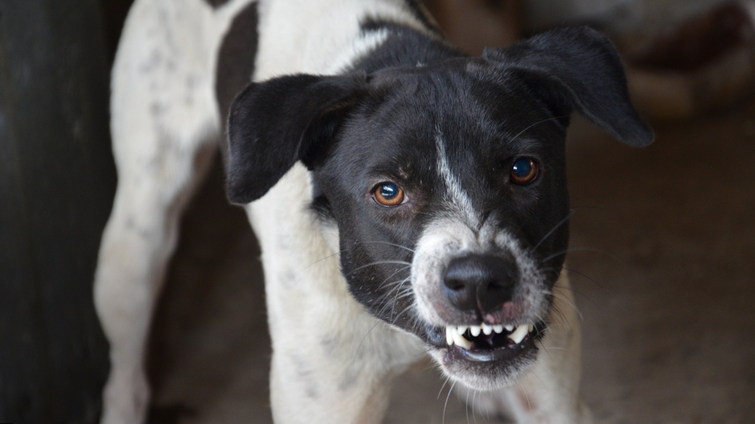 Dog Behavior Specialist in Kansas City