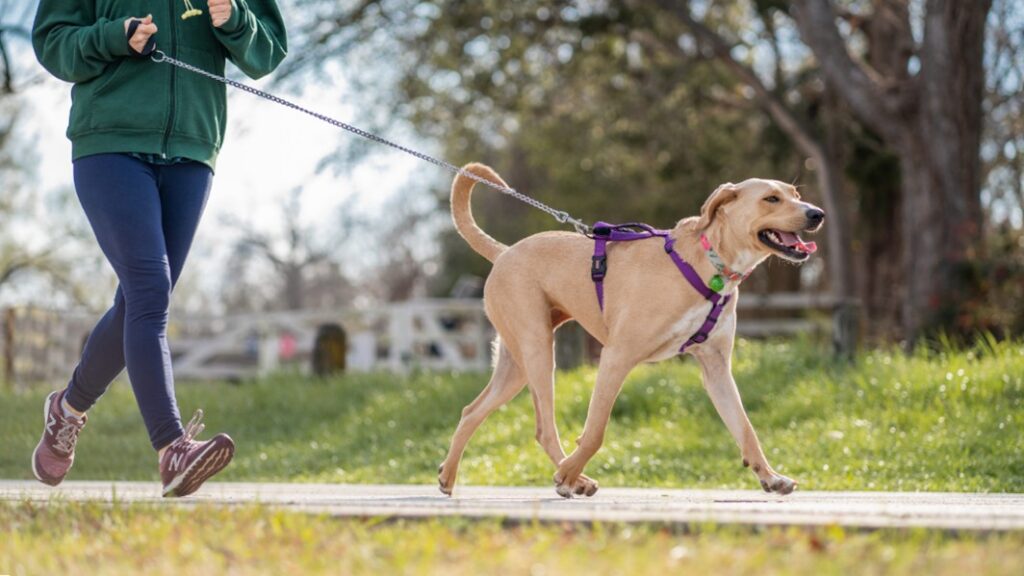 Dog Behavior Specialist in Kansas City