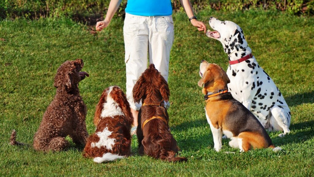 Dog Training Dog Training