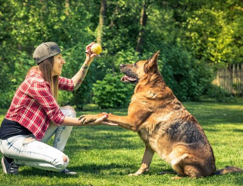 A Mentor Who Shaped My View on Dog Training — And Why It Still Matters