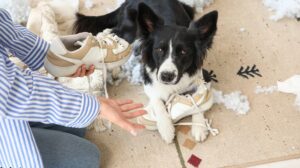 Kansas City Dog Trainer