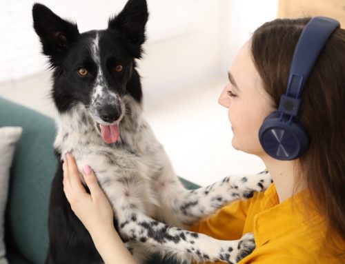 How Dog Training in Kansas City Helps Families Build Better Communication at Home