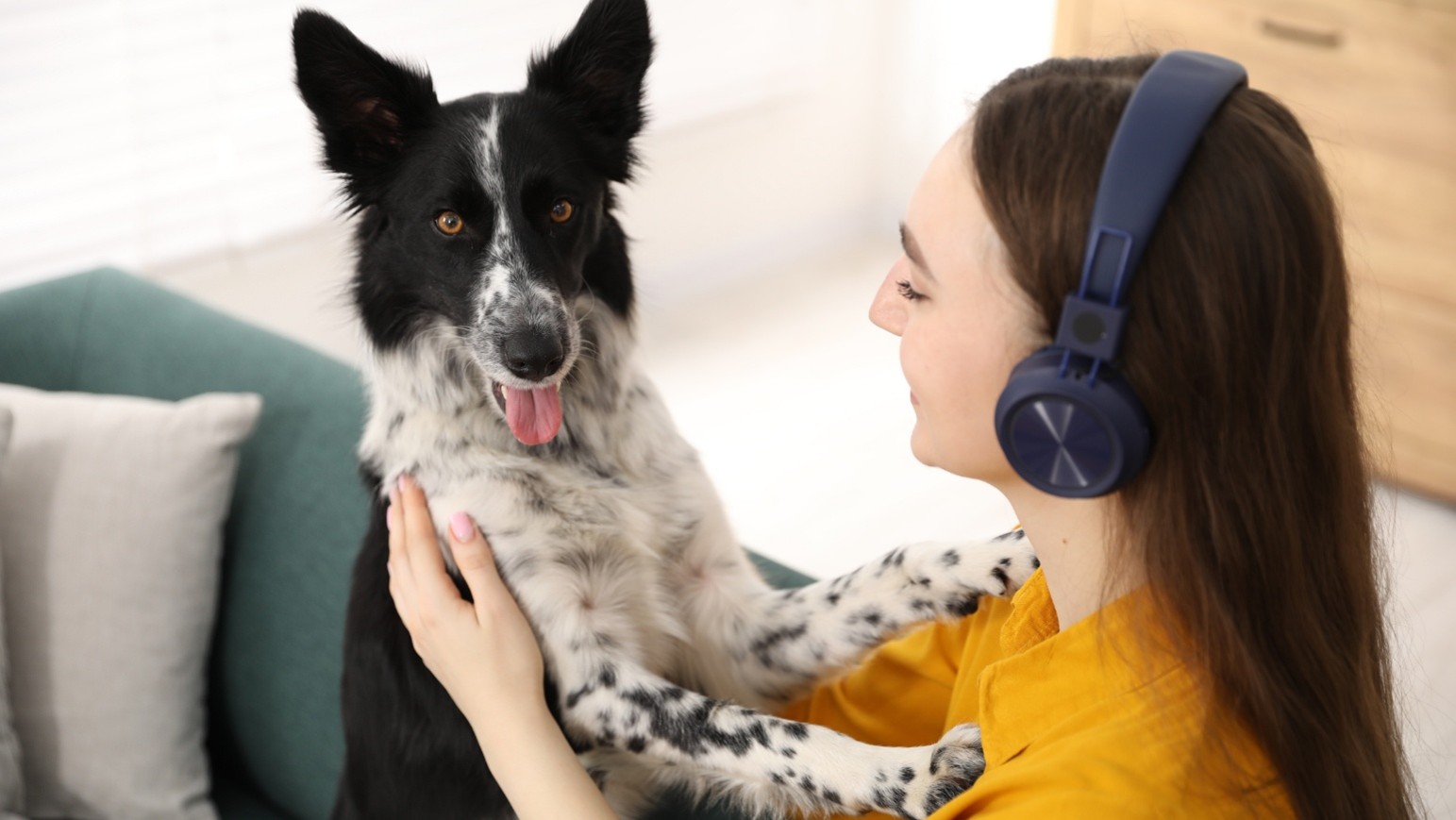 dog training in Kansas City