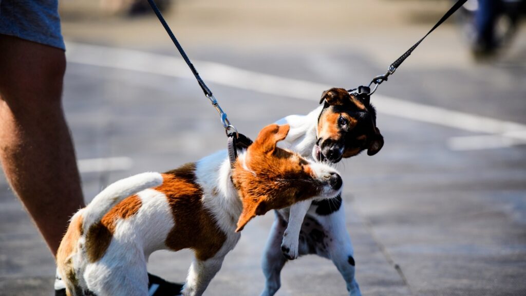 Aggressive Dog Training in Kansas City