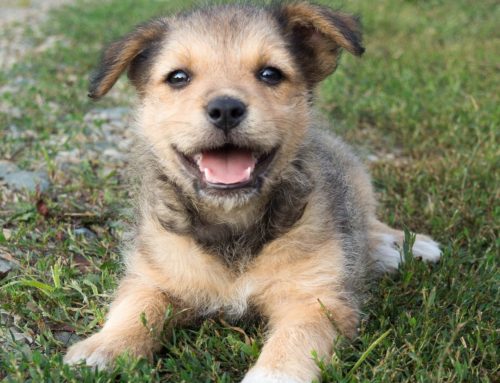 Why is Puppy Training so Critical to Developing Good Long-Term Habits?