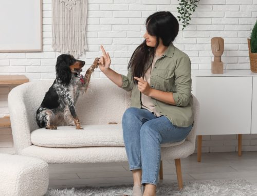 How In-Home Dog Training Helps Build Confidence for New Dog Owners